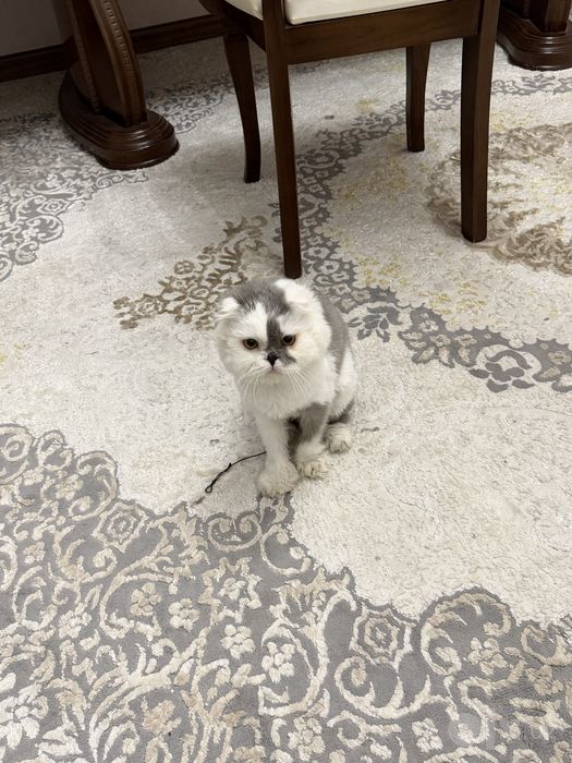Кошка персидская, мальчик