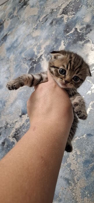 Шотландские вислоухие котята