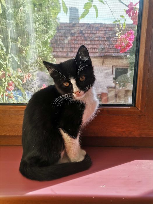 Motănel spre adopție de 3 luni