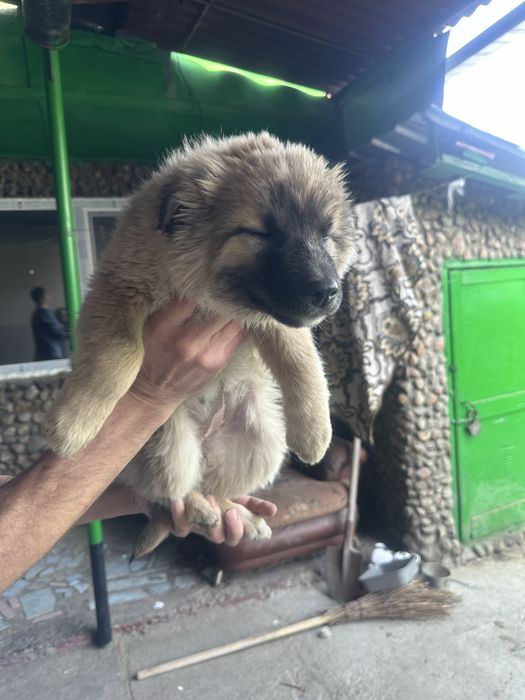 Отдам щенков в хорошие руки