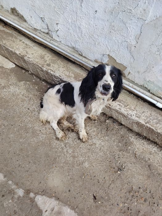 Hamasi tezda sotiladi