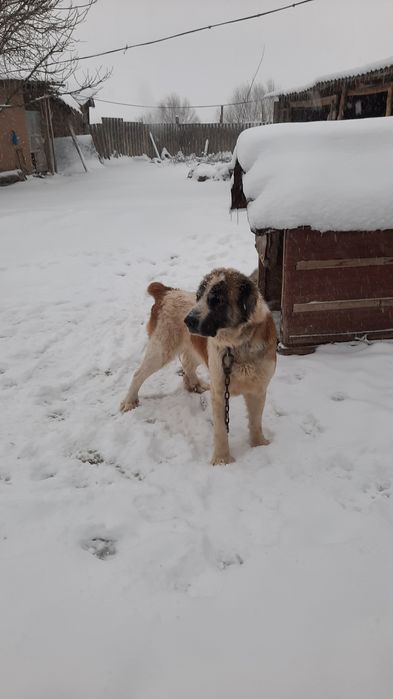 Алабай ит сатылады