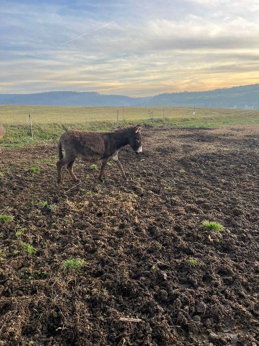 Vand magarite,manze tinere