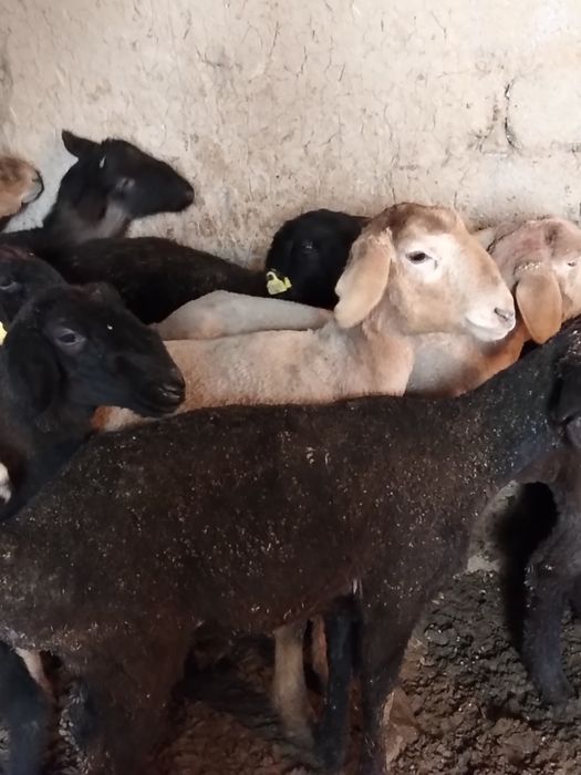 Семиз кошкар койлар