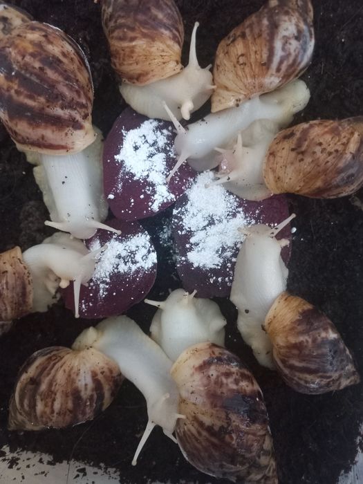 Ulitka Retikulyata albinos, optom ulitka sotiladi, kosmetologik ulitka