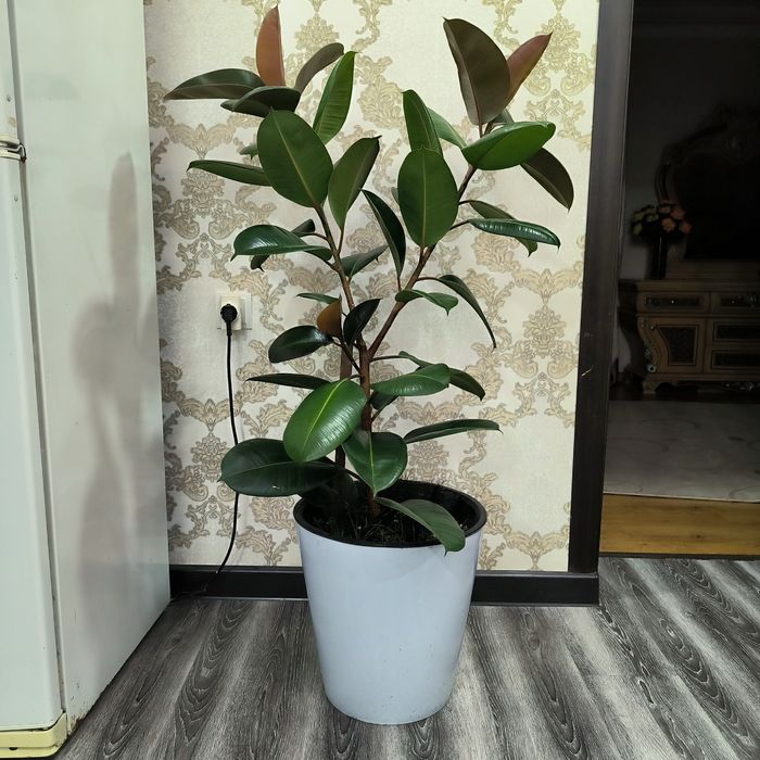 Фикус общая длина 130см