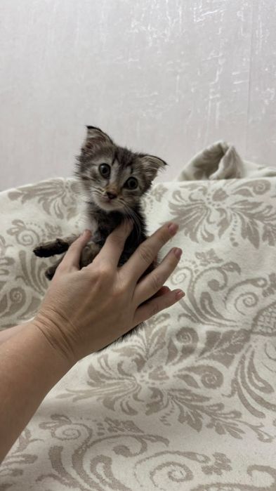 отдам котёнка в добрые руки