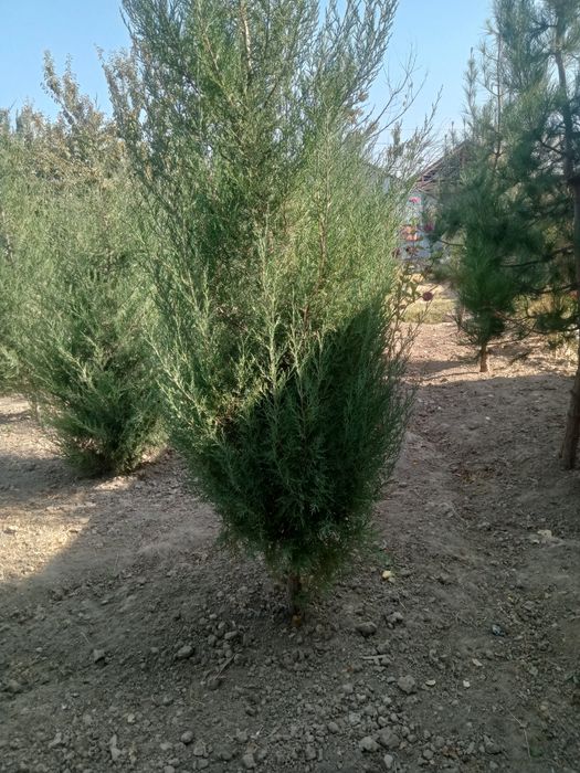 Продаются можжевельники
