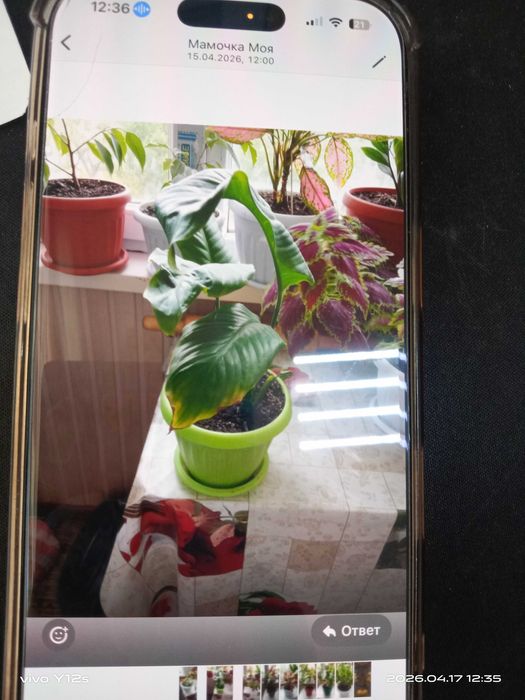 Комнатные цветы домашные