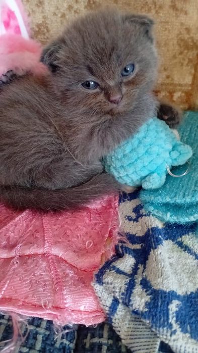 Котята британские