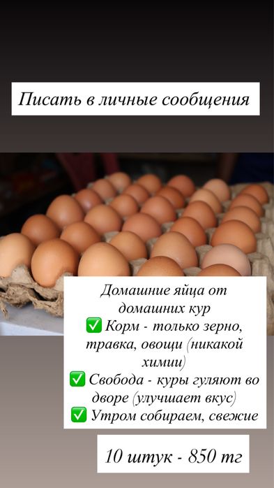 Домашние яйца - Уральск