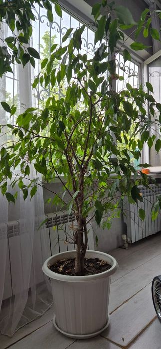Продам комнатные цветы