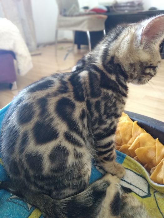 Бенгальские котята