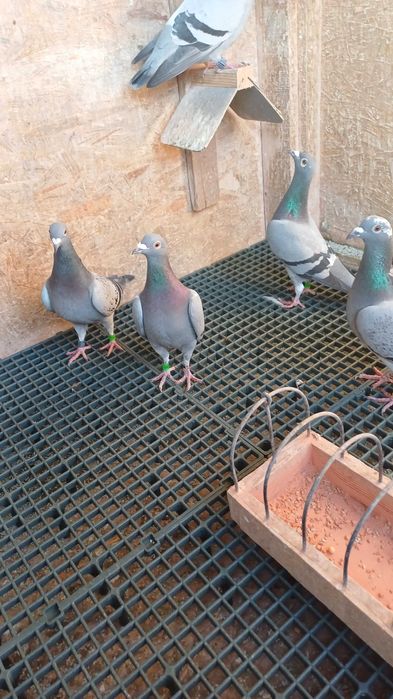 Porumbei de vânzare