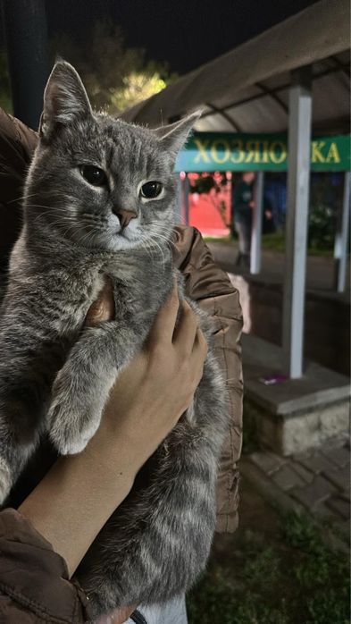 Отдам котика в добрые руки