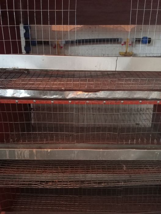 Клетка для перепелок