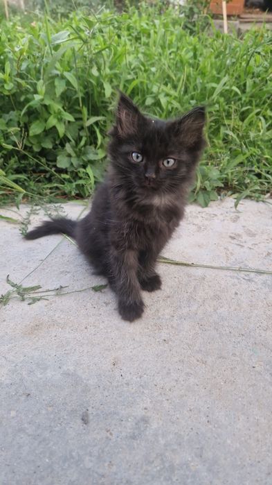 котята бесплатно