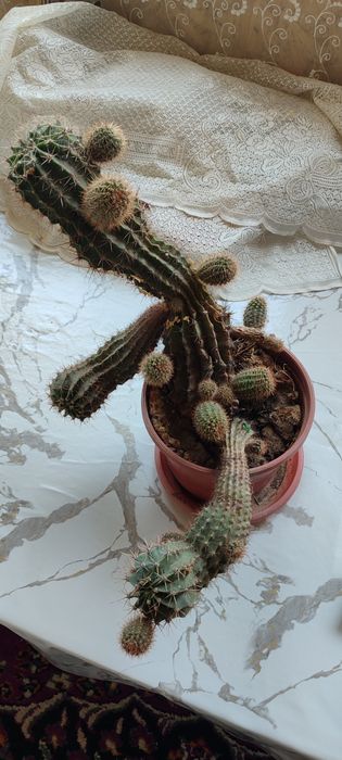 Домашние кактусы 4 ШТ .