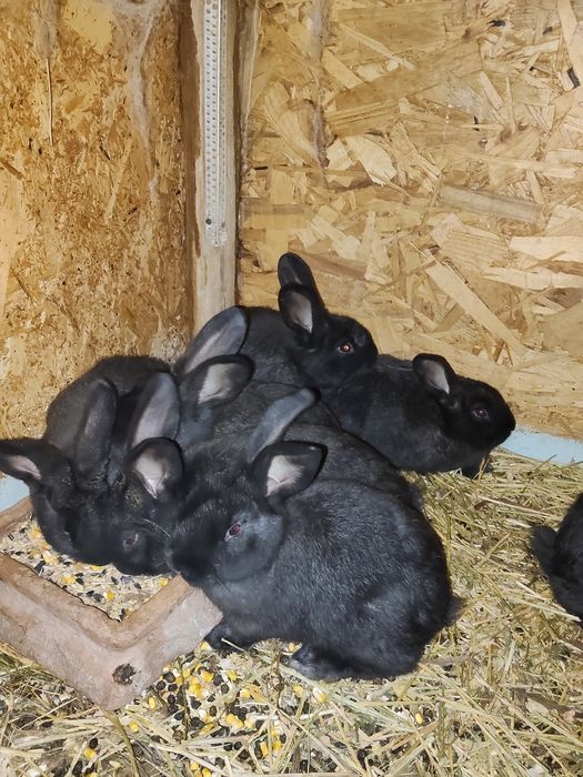 Iepuri uriași german