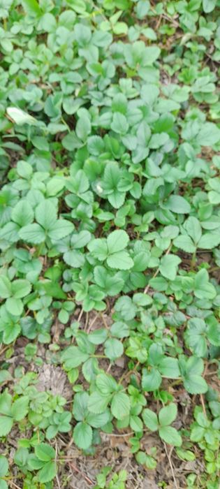 Рассада клубники