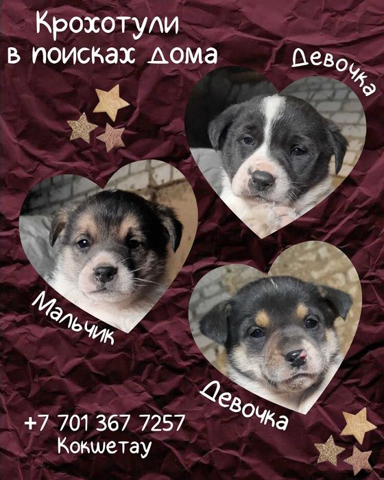 Милые щенки ищут дом