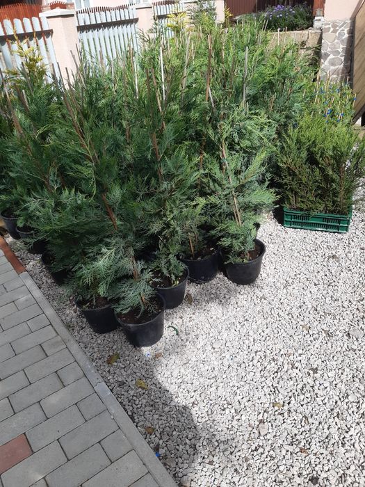 Leylandi ciparos,tuia-gard viu 30-120cm  nu e fir subtirel