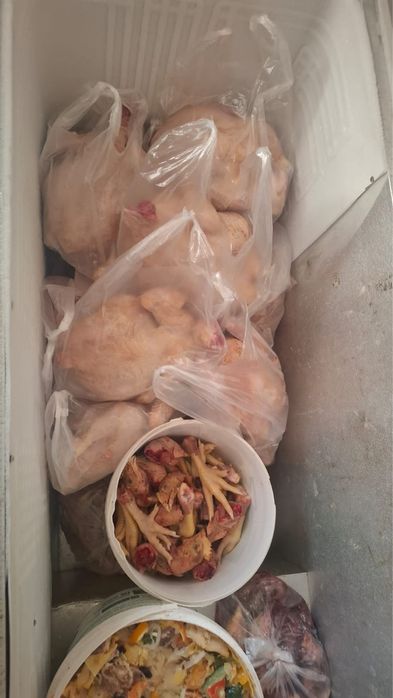Продам курей 2500 за 1 кг