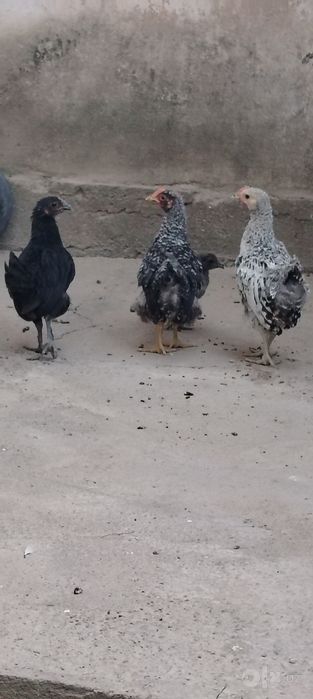 Jaydari jojala otasi uxayoli kok tuxum qoyadigan zot