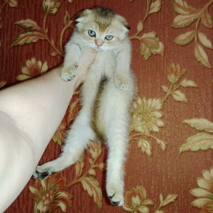 Девочка золотая Шиншила Скоттиш Фолд