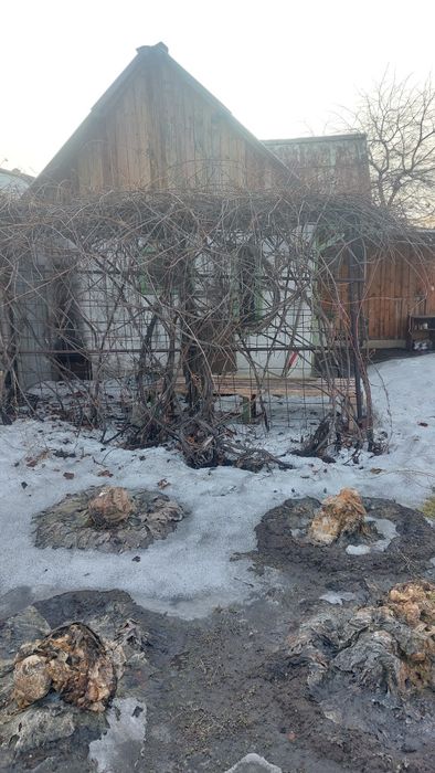 Продам дачу сад здоровье