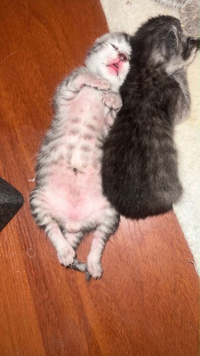 Котята шатланка