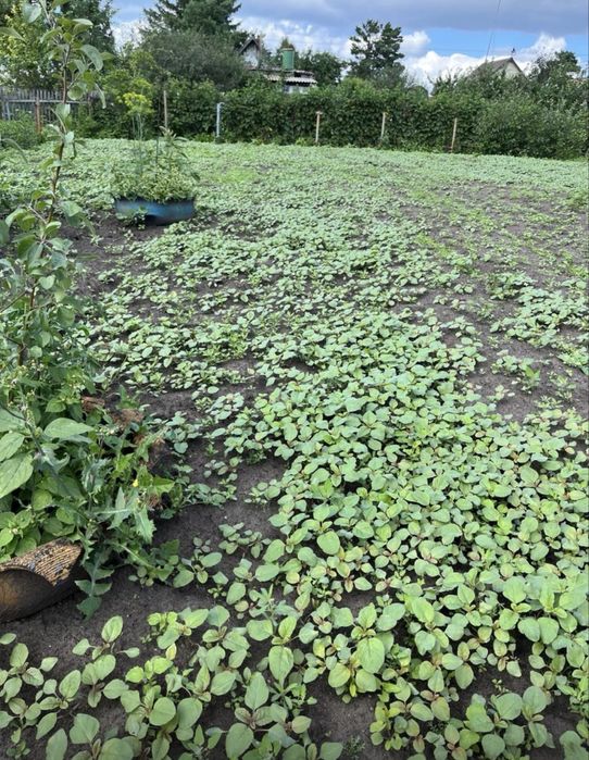 Продается дача в СО Гудок- Эврика