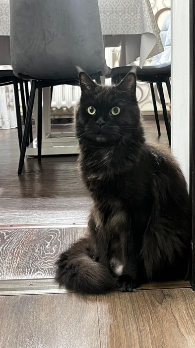 Мейнкунчики в продаже