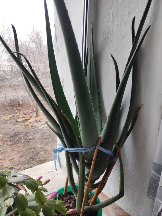 Продаётся Алоэ Вера