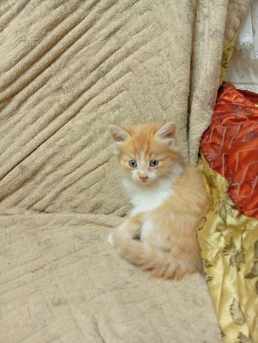 Отдам  Даром  Котят