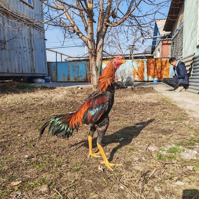 Дакан шоже корейц Зор кораз кызыккандар хабарласамыз