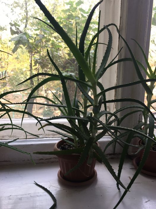 цветы алоэ и золотой ус