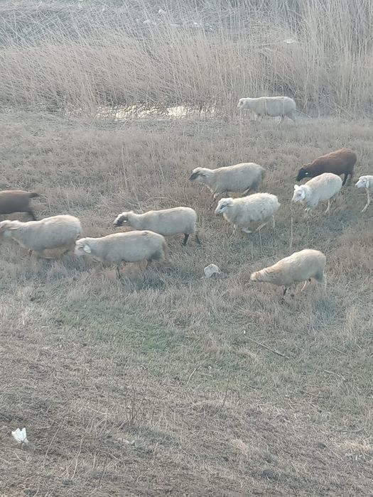 Oi de vanzare 59 de oi