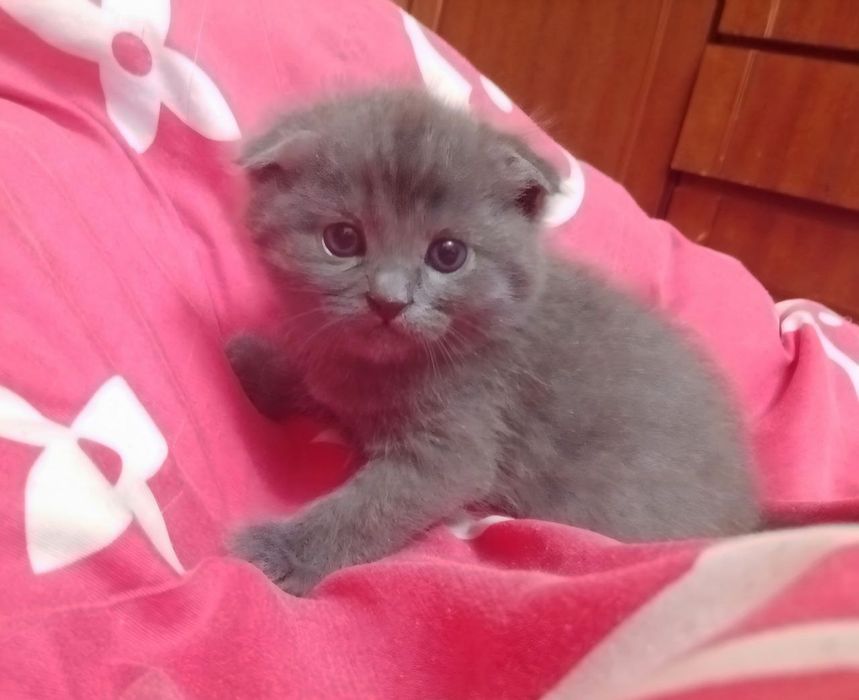 Продаются котята