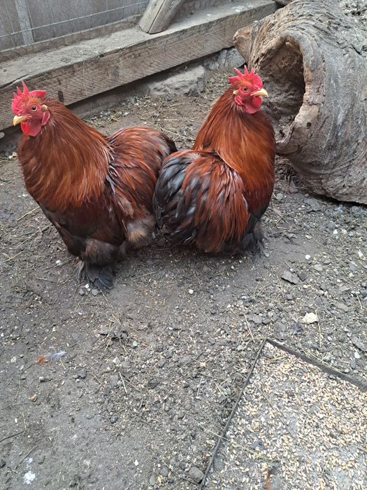 Cocoși cochinchina pitic