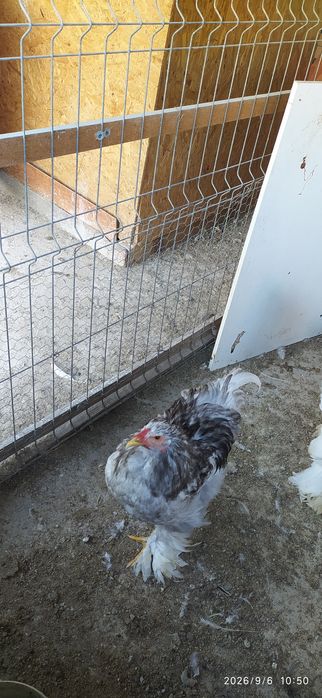 Cocoși Brahma Bobat pe albastru