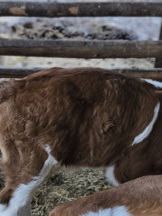 Vind vitei mascul și femelă