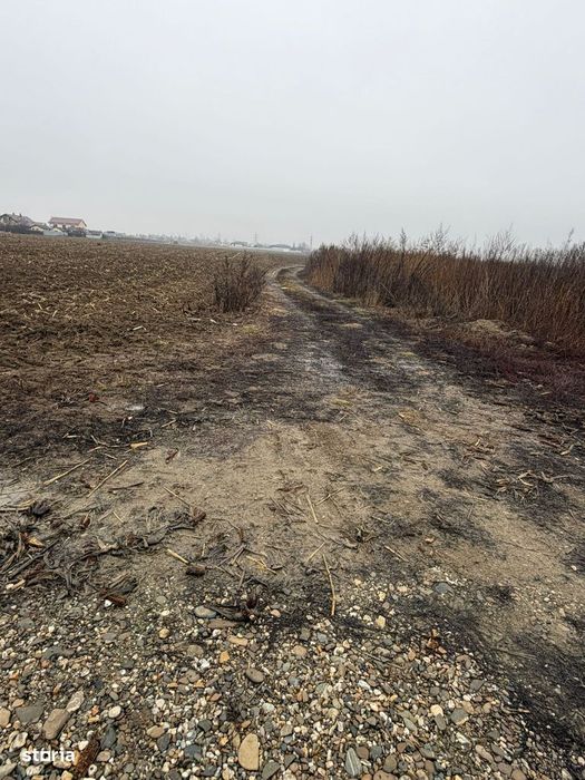 Vand Teren Hemeiusi sat Liliecipe strada prelungirea crinului