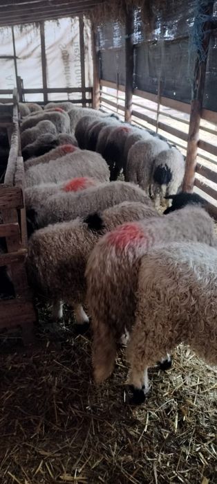 Mieii grași ținuți pe stabulație 25_45 kg