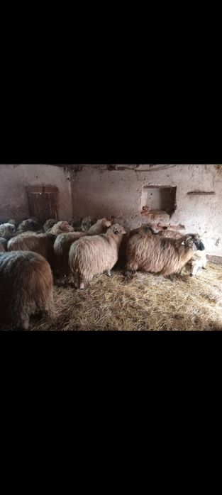 Vând 19 mioare (oi)