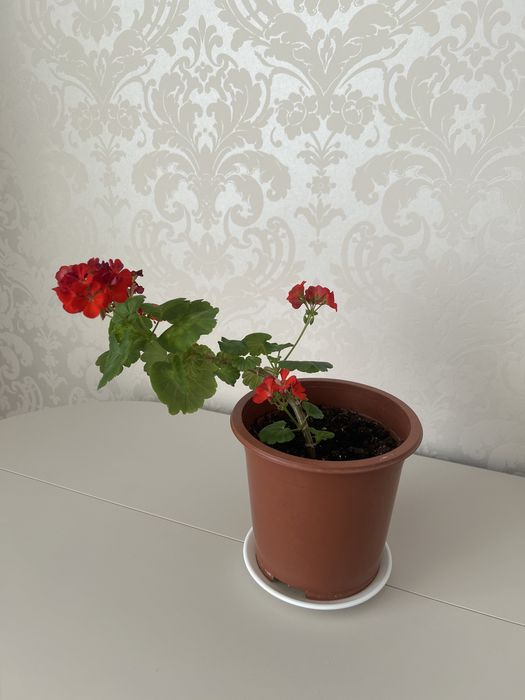 Продам комнатное растение Герань