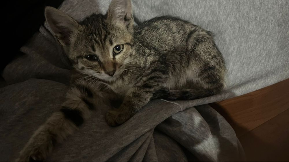 Кот имя леон можете изменить имя