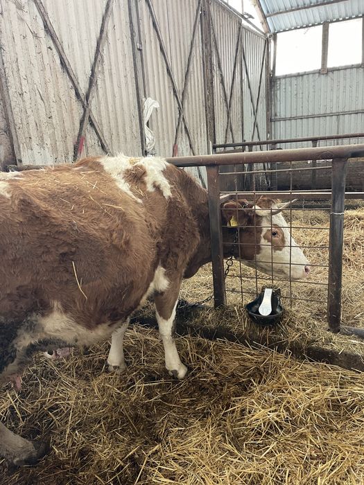 Vand 2 vaci tinere de lapte pentru pretentiosi