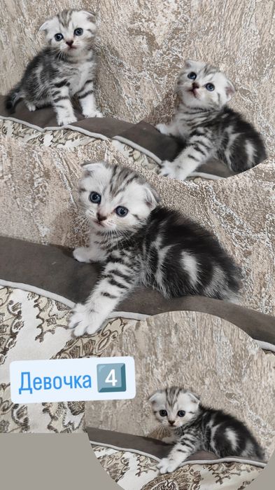 Скоттиш Страйт и Скоттиш Фолд