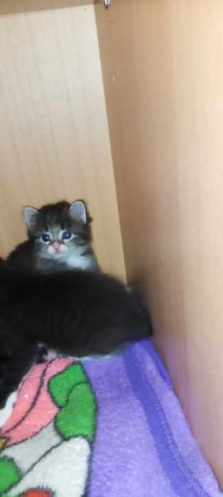 Отдам котят в добрые руки